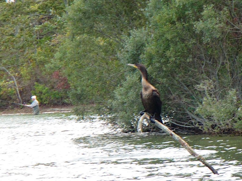 Cormorant at Cliff Pond IMG_4052.jpg